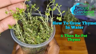 How To Grow Thyme In WaterEasy Thyme Mint amp Rosemary Propagation Indoor Herb Garden [upl. by Nnahaid]