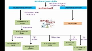 Prostaglandins  pharmacology [upl. by Diane-Marie]