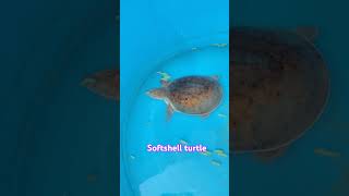 Maa tabelu turtle softshellturtle nature yt ytshorts ytshortsindia youtubeshorts [upl. by Venditti]