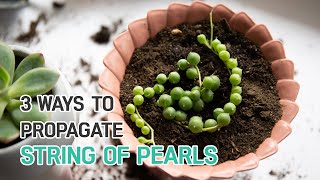 PROPAGATION TIPS  3 EASY WAYS TO PROPAGATE STRING OF PEARLS  SUCCULENT PROPAGATION [upl. by Aiuqal918]