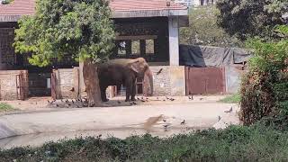 Elephant at the zoo🐘 elephant [upl. by Massey888]