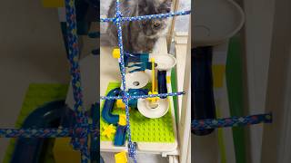 Marble Run Race ⚽ Cat Elsa 🐈‍⬛ Steel ball marblerun asmr cat satisfying shorts shortsfeed [upl. by Secundas]