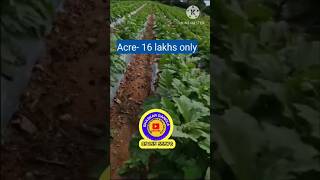 300 Acres Agriculture land sale  karnataka state rayachur district  Acre  16 lakh yearly [upl. by Erdei272]