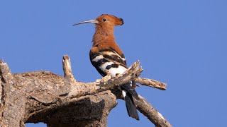 Hoopoe Calling [upl. by Aicela]