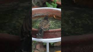 Red Vented Bulbul birds bird nature thirsty 4k [upl. by Ailem144]