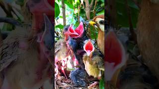 The baby cuckoo did not get food nature [upl. by Shipley]