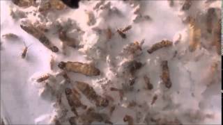 Biocontrol Parasitoids  Bracon Hindi  NIPHM [upl. by Demahom203]