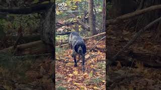 Bluetick Coonhound Bawlin bluetickcoonhound newhampshire [upl. by Farah]