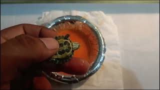 Dont buy baby red eared slider turtles [upl. by Cirtemed352]