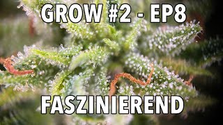 GROW Season 2 🌱 Outdoor  Episode 8  Woche 911 🪴 2x Sticky Orange XXL Auto 🪴 1x Cosmos F1 CBD [upl. by Drofla]