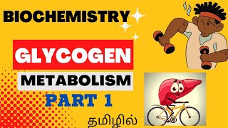 Biochemistry  GLYCOGEN METABOLISM Part 1 Glycogenesis  Glycogenolysis  Regulation  Tamil [upl. by Rodd]