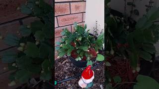 Zygo Cactus blooming in Perth Western Australia [upl. by Selemas549]