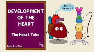 Development of the Heart  The Heart Tube  Part 13  Cardiac Looping  Cardiovascular Embryology [upl. by Daph]