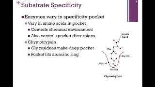 040Substrate Specficity [upl. by Yreffoeg798]