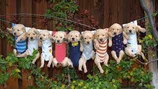 Most Adorable Golden Retriever Puppies  Family Fun Pack [upl. by Gignac]