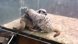 A sweet little grooming session brought to you by Jambo and Rafiki the meerkats [upl. by Alisun]