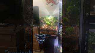 One of my dart frog builds 🐸 diy moss plant plants terrarium frog frogs trending awesome [upl. by Turrell751]