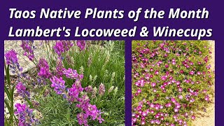 Locoweed amp Winecups Taos Native Plants of the Month June 2023 [upl. by Suoivatnod]