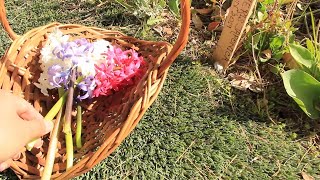 Growing Hyacinths as Perennials Harvesting Fertilizing amp Vase Life Tips  Ep 98 [upl. by Cut]