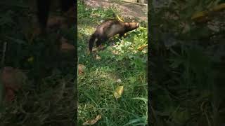 Gonna take a walk outside today ferret cute walk [upl. by Namhar181]