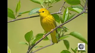 Chant de la Paruline jauneSong of the Yellow Warbler [upl. by Fiora432]