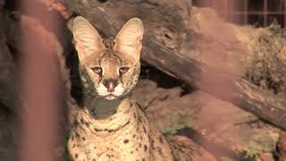 6 African Servals Rescued [upl. by Segal]