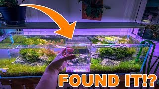 THE PERFECT AQUARIUM PLANT [upl. by Nauqas]