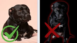 Staffordshire Bull Terrier Pros  Cons [upl. by Brunhild]