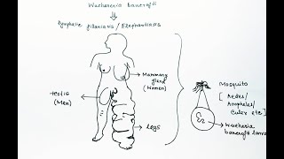 Wuchereria bancrofti Lifecycle English  Wuchereria bancrofti Lymphatic Filariasis Elephantiasis [upl. by Amej290]