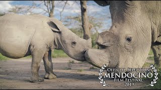 KIFARU 2019 Mendocino Film Festival Official Selection [upl. by Clayton]