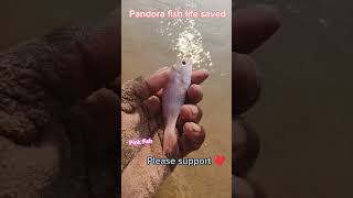 Pink fish life savedarcade ytshortstrendingfishing music song respect [upl. by Gnilrad729]