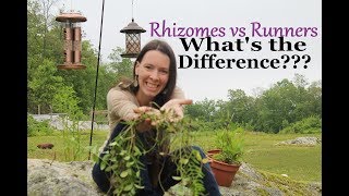 Plant Identification Rhizomes vs Runners  Understanding the Difference [upl. by Anenahs]