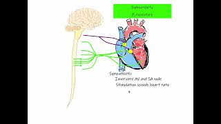 29 Chronotropic Effect Heart Rate [upl. by Ainoda]