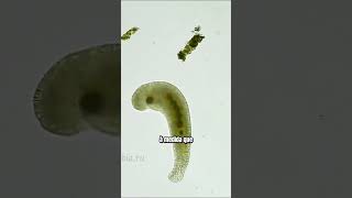 Joguinho da cobra da vida real no mundo microscópico microbiologia microorganismos [upl. by Hirasuna]