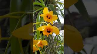 Dendrobium fimbriatum indonesianorchids speciesorchids [upl. by Einnod]