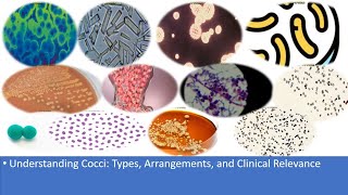 Understanding Cocci Types Arrangements and Clinical Relevance [upl. by Deden469]