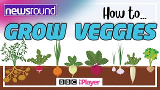 How to GROW VEGETABLES  A beginners guide  Newsround [upl. by Jehovah295]