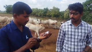 Lumpy skin disease in our area how we are treated LSD in cattle ఆవులలో బొబ్బరోగ నివారణ [upl. by Norud]