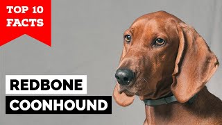 Redbone Coonhound  Top 10 Facts [upl. by Electra]