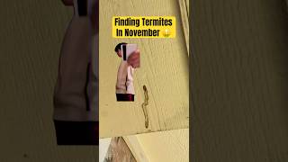 🐜 Termites In November 🤯 shorts pestcontrol pestcontrolbusiness [upl. by Broadbent931]