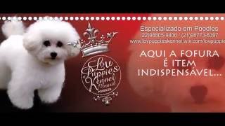 CANIL ESPECIALIZADO POODLE MICRO E POODLE TOY LOVPUPPIES KENNEL [upl. by Ilana]