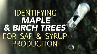 Identifying Maple amp Birch Trees For Sap amp Syrup Production [upl. by Ynohtona]