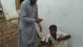 If Goat is suffering from Bloat or Diarrhoea  Stomach issue  Modern Goat Farming  hindi urdu [upl. by Edmund]