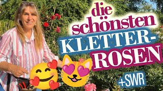 Kletterrosen Special SUPER mit SchnittAnleitungen [upl. by Piscatelli232]