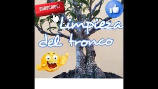 Limpieza del tronco de un Bonsai [upl. by Ahern]