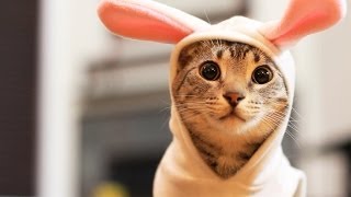 Easter Bunny Kitty [upl. by Deerc]