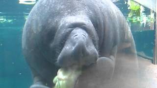 Baby manatee eating lettuce [upl. by Houlberg802]