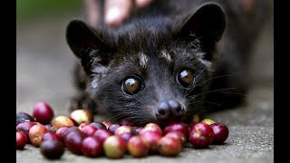 Musang Pandan  Asian palm civet [upl. by Albur]