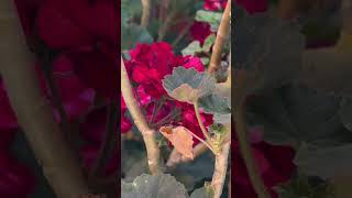 Capturing the Beautiful Red Color of Geranium Flowers geranium flower shorts [upl. by Brenza]