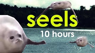 seels 10 hours [upl. by Brianne]